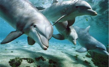 delfini-in-gruppo